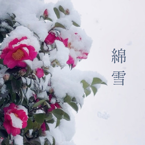 綿雪