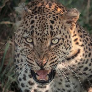 Snow Leopard
