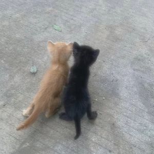 [FREE] '卑微的喜欢' Melodic Drill / 非主流 type beat