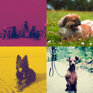 精彩可爱的狗环境