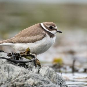 Riverbird
