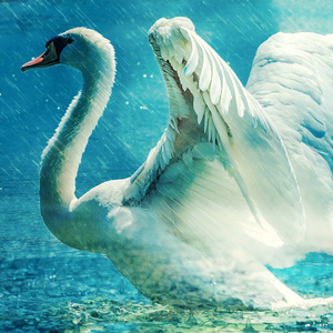 Le vilain petit canard