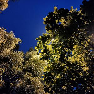 玫瑰前奏—吉他