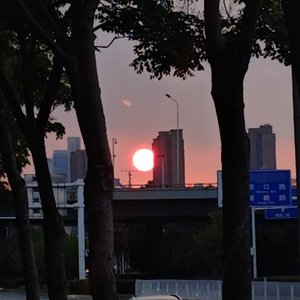 茫鸟