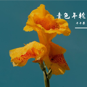 逝爱
