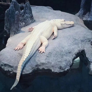 傲慢—Гордость