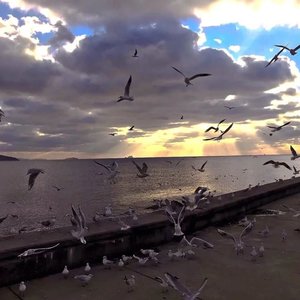 明天过后(温柔女版)