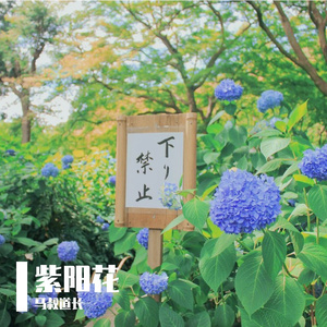 紫阳花