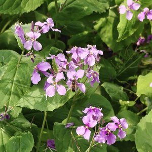 夕阳下的乡村梦