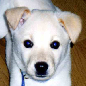 歌が届くまで (feat. 鏡音レン)