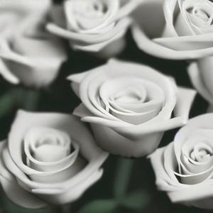 冬天里的白玫瑰