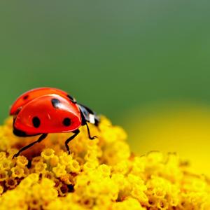 花上有七星瓢虫 (3)