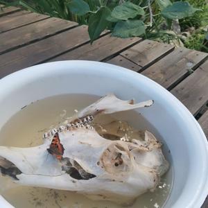 Lihansyöjä, Sydämeni lyöjä