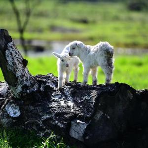 Five Hundred Miles-水边的小羊