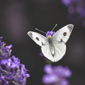 Bitanemm