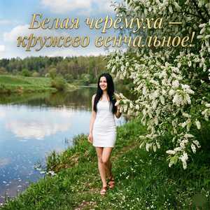 Белая черёмуха — кружево венчальное!