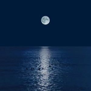 孤独的海（仅个人学习使用）