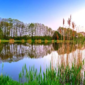 잠들기전에 듣는 백색소음 - 숲속 갈대와 연못 풀벌레들의 자장가 소리