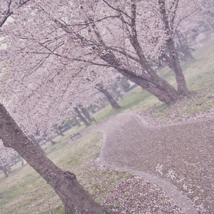 徒桜