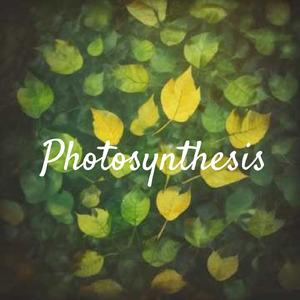 Photosynthesis