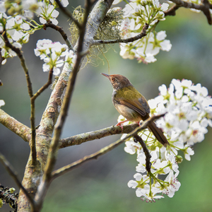 Bird singing (Piano in the background)