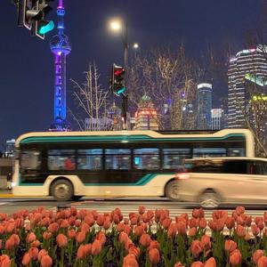 一腔诗意喂了狗