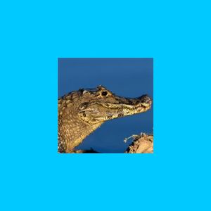 火焰龙宝儿（Prod YUSENISHERE）