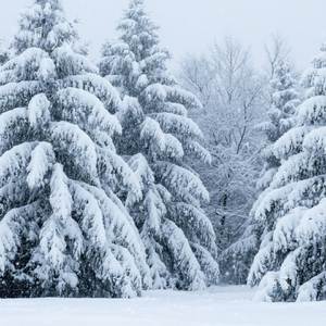 雪落眉间