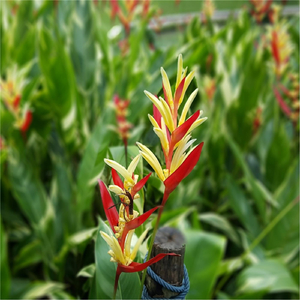 The World Behind Us.