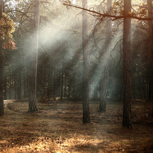 受ケ継ガレタ意志