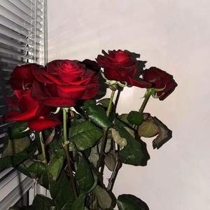 黎明不懂得慈悲