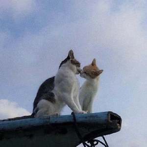 第一視覺(First sight)