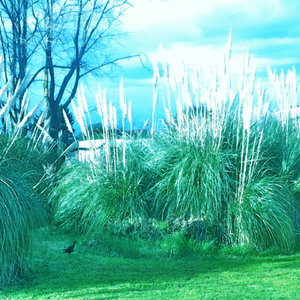 MANANANGGAL (Instrumental)