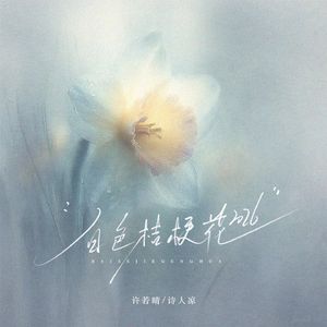 白色桔梗花（2026）