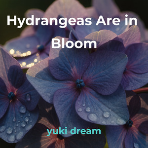 Hydrangeas Are in Bloom
