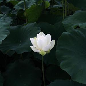 Jessi-NuNu NaNa（WeiMUSIQUE remix）