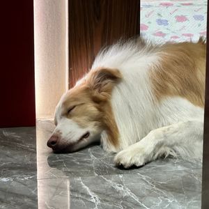 不当舔狗了（Prod.DolBeatz)