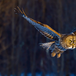 Swells and Neon Dreams