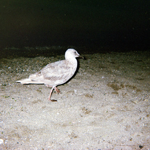 Serenity in Solitarity (pristine.wav).wav