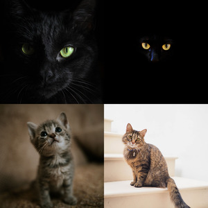 微妙的小猫心情