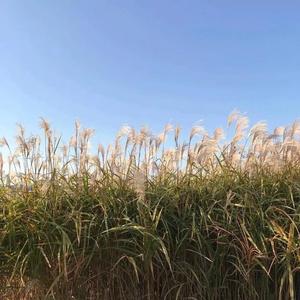 不是风动，是心动（prod By Ljx Ghost)