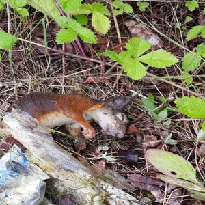 FROZAN_PIMP_CHEDDA_CANE