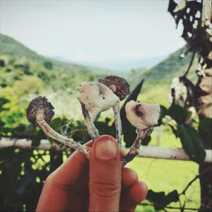 Mira (feat. Psilo & Magual)