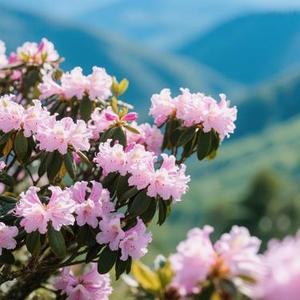 索玛花开 (Cover 心见)