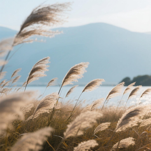 我做不了玫瑰也当不了月季