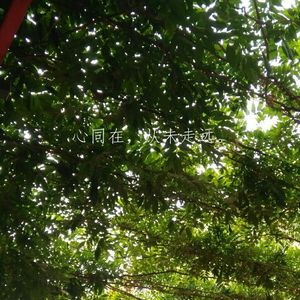 紫藤花下（demo）