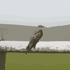 Cuckoo