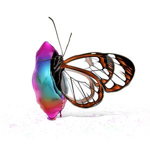 Clearwings