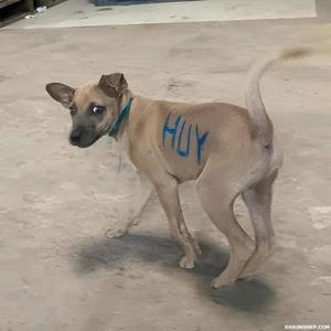 D.O.G.S (Instrumental)