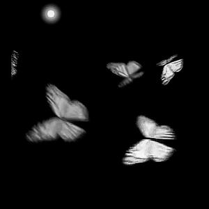 Butterflies (feat. candy)